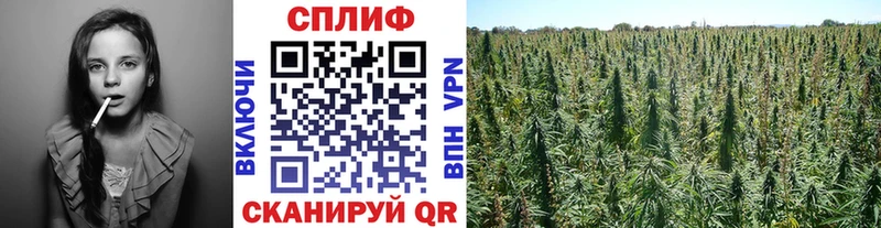 Купить закладки  Качканар  Каннабис план 